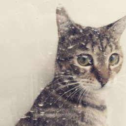 Istanbul cat - The watcher